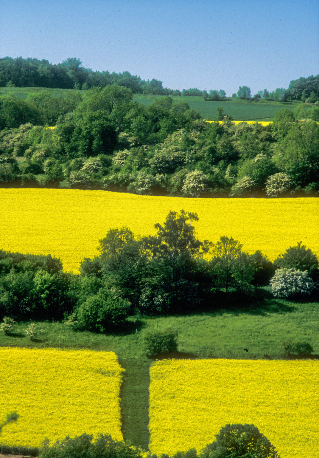 Hecken, Hecken, Hecken! Aktuelles Stiftung Wald und Wild in